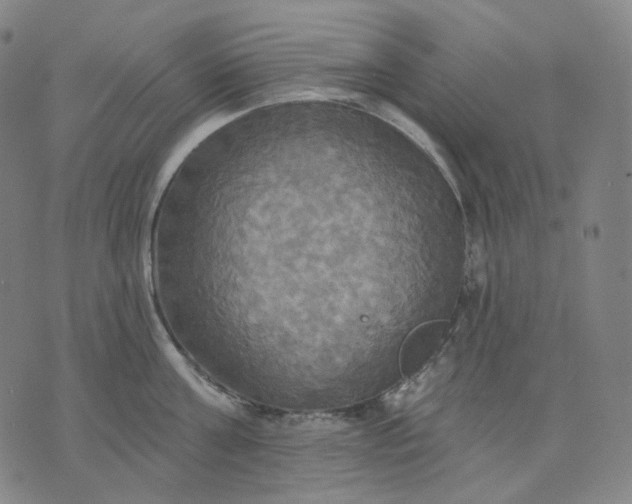 X0000070360811200606231621