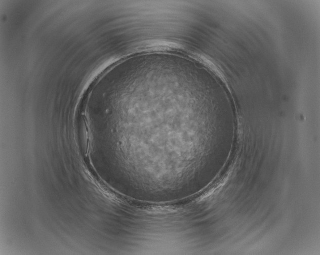 X0000070360835200606231620