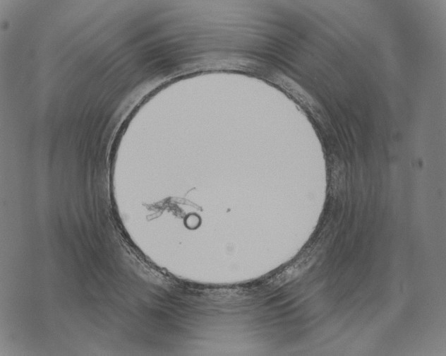 X0000070360836200606231620