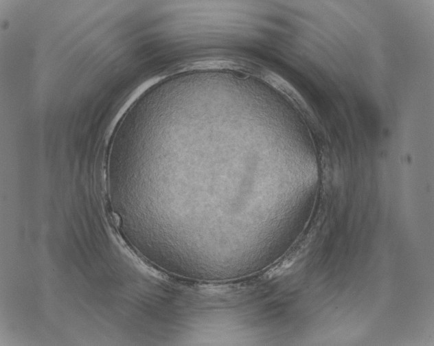 X0000070360852200606231620