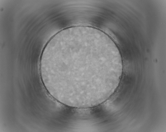 X0000070360856200606231620