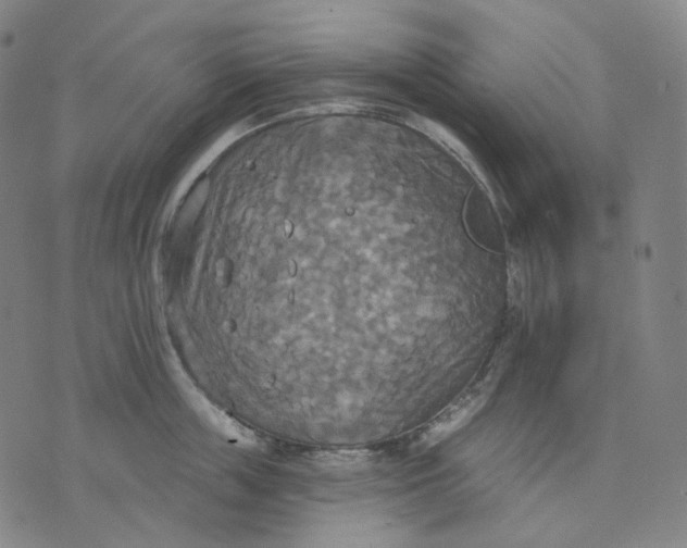 X0000070360859200606231620