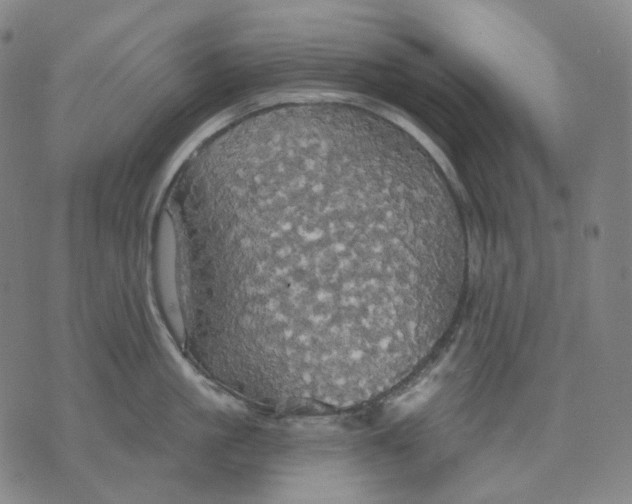 X0000070360861200606231621