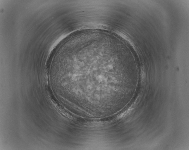 X0000070360925200606231618