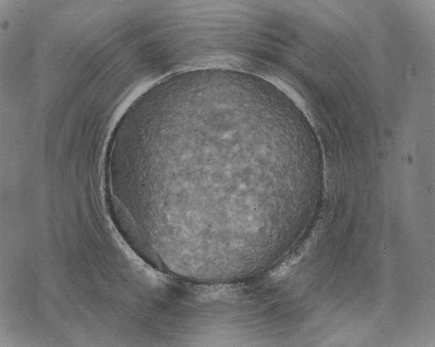 X0000070360949200606231619