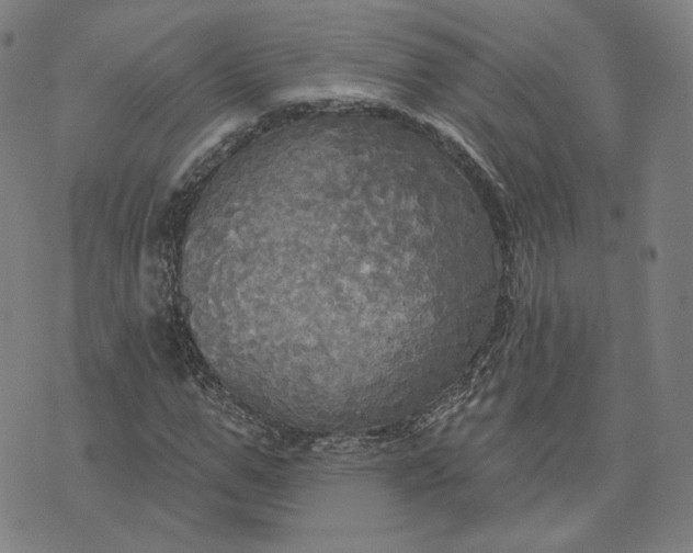 X0000070360967200606231618