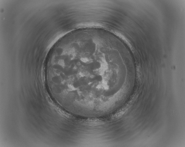 X0000070360983200606231618