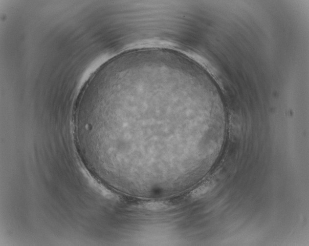 X0000070360998200606231618