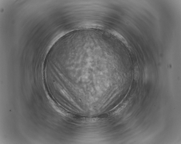 X0000070361039200606231617