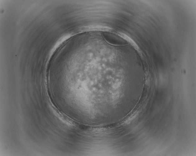 X0000070361043200606231617