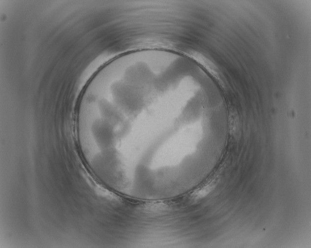 X0000070361094200606231616