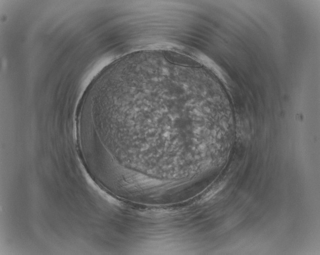 X0000070361095200606231616