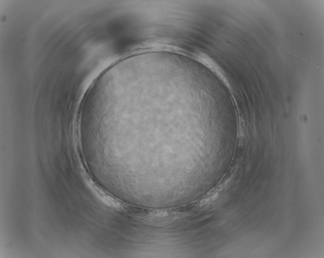 X0000070361098200606231616