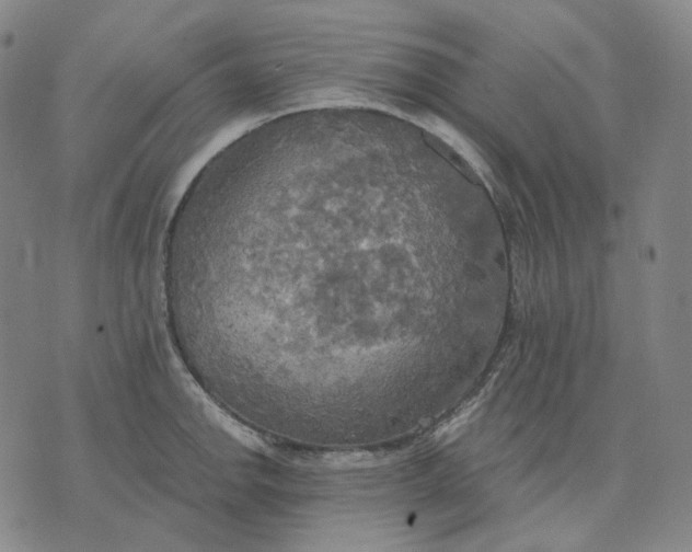 X0000070361142200606231616