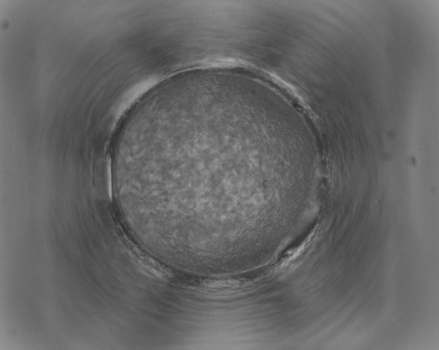 X0000070361171200606231615