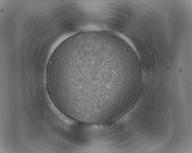 X0000070361195200606231614