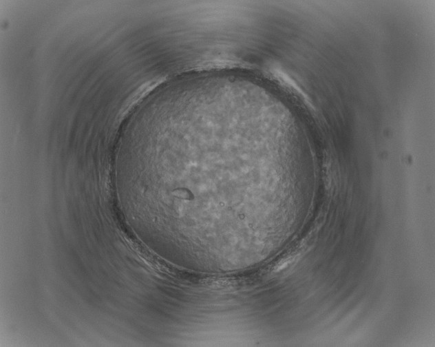 X0000070361217200606231614