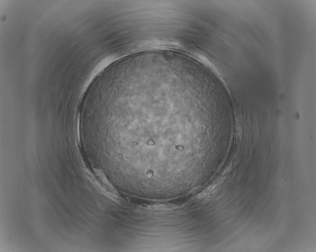 X0000070361227200606231614