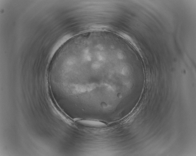 X0000070361235200606231614