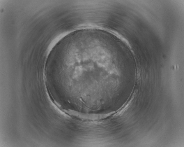 X0000070361239200606231614