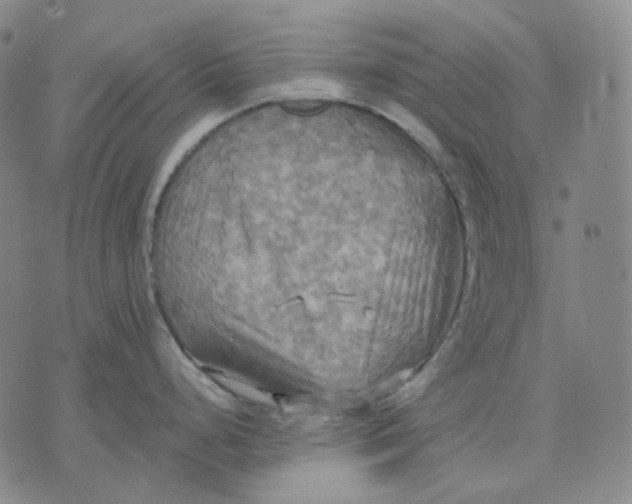 X0000070361248200606231614