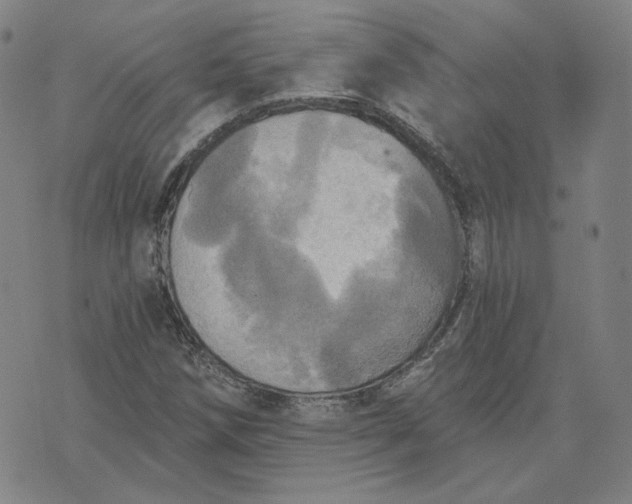 X0000070361258200606231613