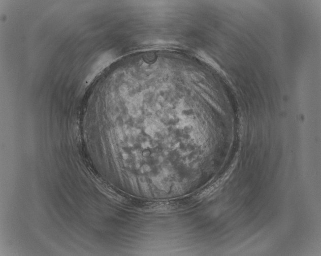 X0000070361259200606231613