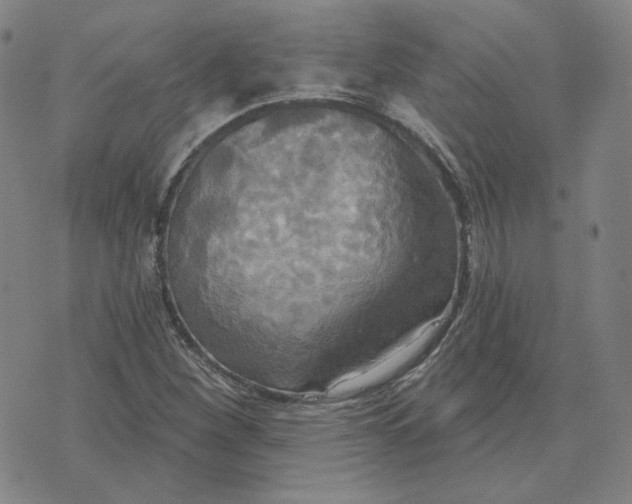 X0000070361260200606231613