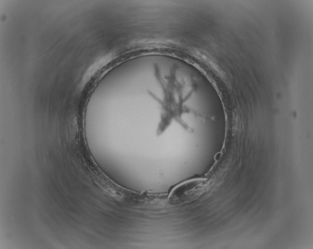 X0000070361261200606231613