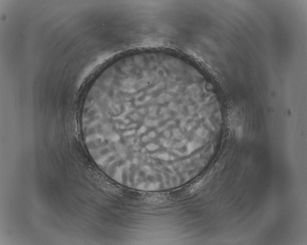 X0000070361262200606231613