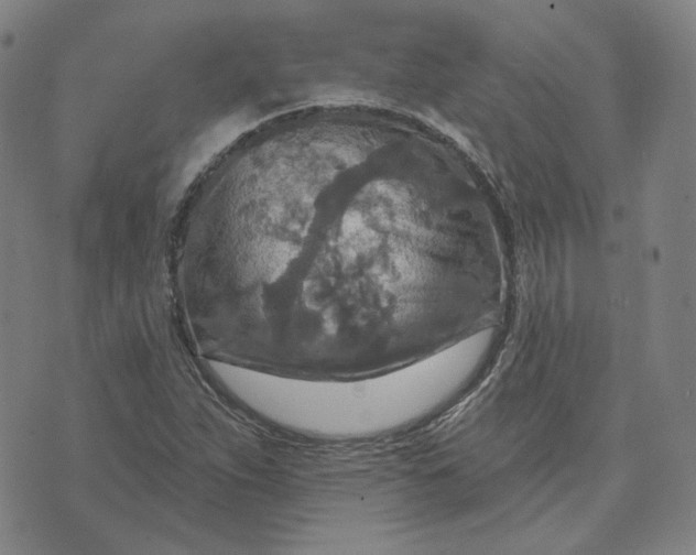 X0000070361263200606231613