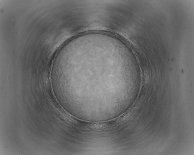 X0000070361266200606231613