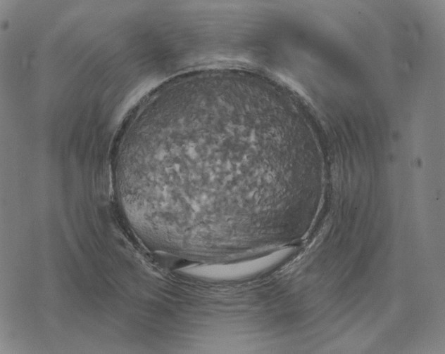 X0000070361267200606231613