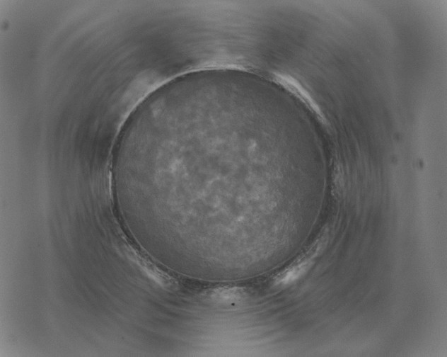 X0000070361268200606231613