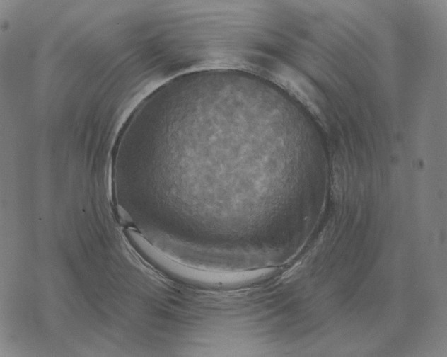 X0000070361276200606231613