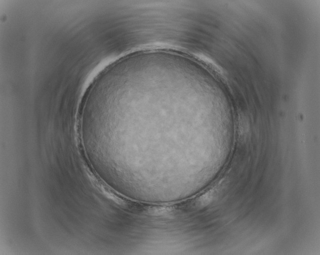 X0000070361278200606231613