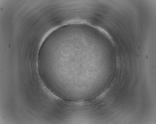 X0000070361288200606231613