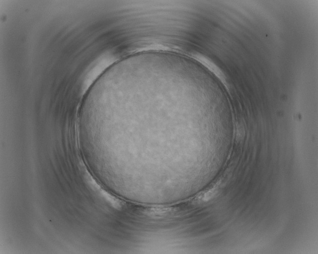 X0000070361290200606231613