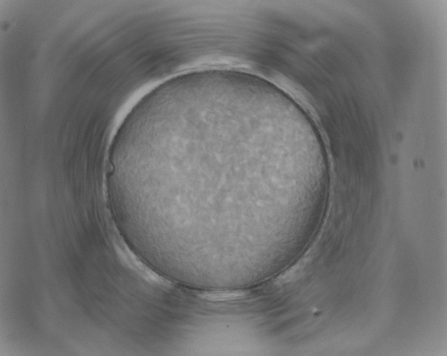 X0000070361296200606231613