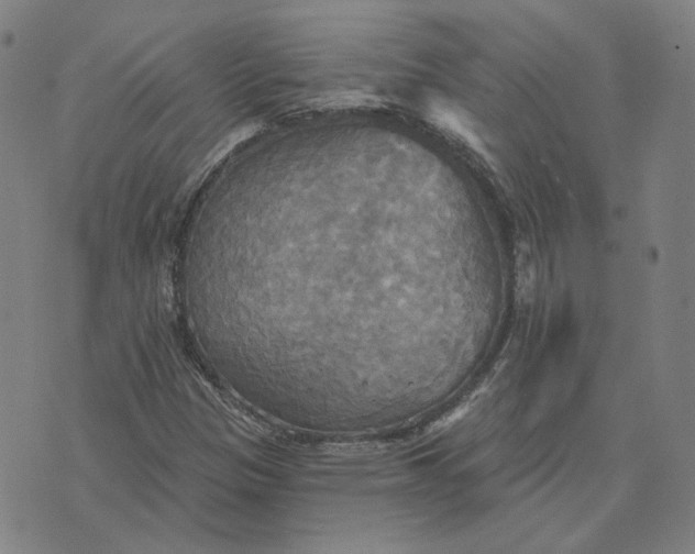 X0000070361305200606231612