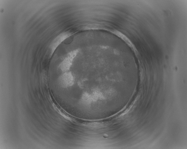 X0000070361337200606231613