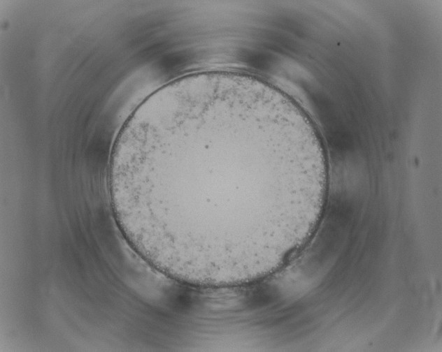 X0000070361338200606231613