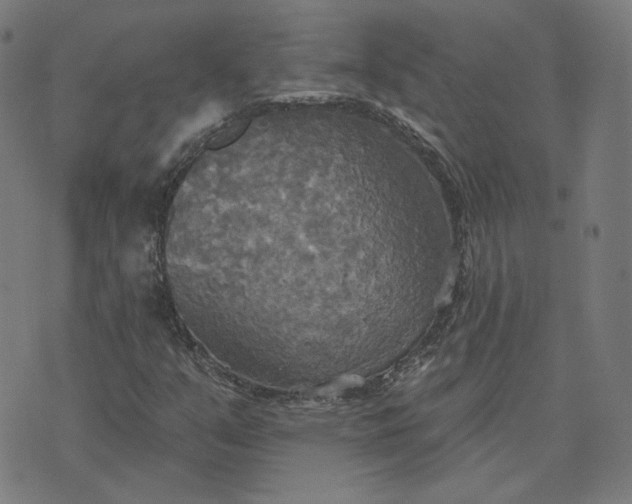 X0000070361351200606231612