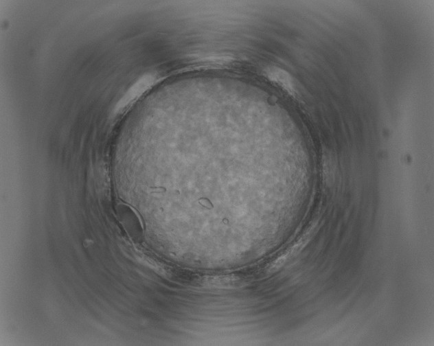 X0000070361354200606231612