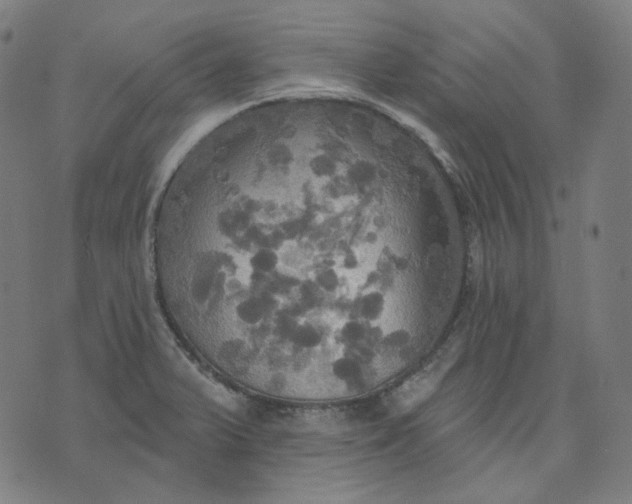 X0000070361375200606231611