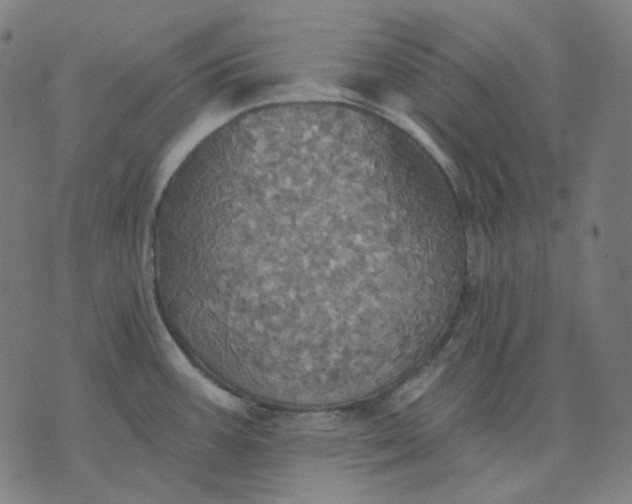 X0000070361387200606231611