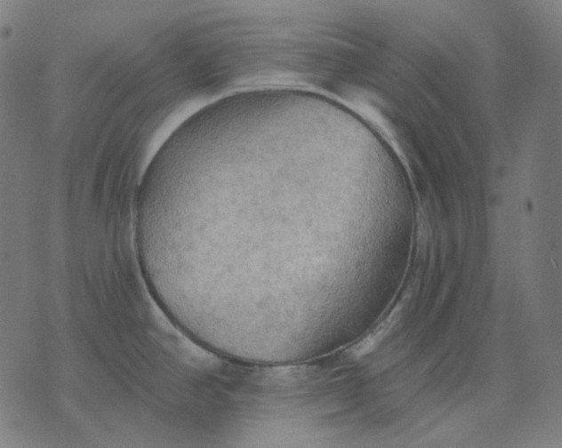 X0000070361390200606231611