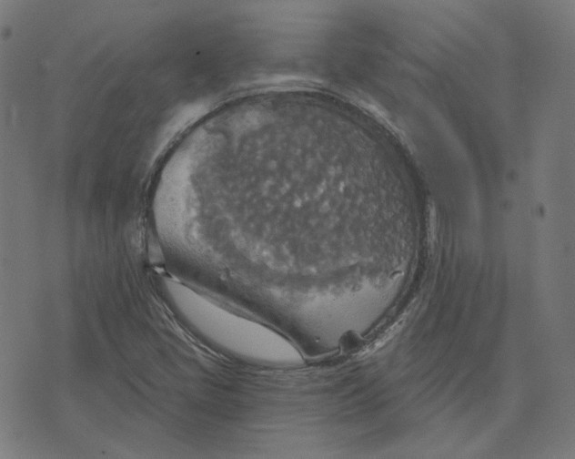 X0000070361405200606231611