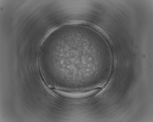 X0000070361417200606231611