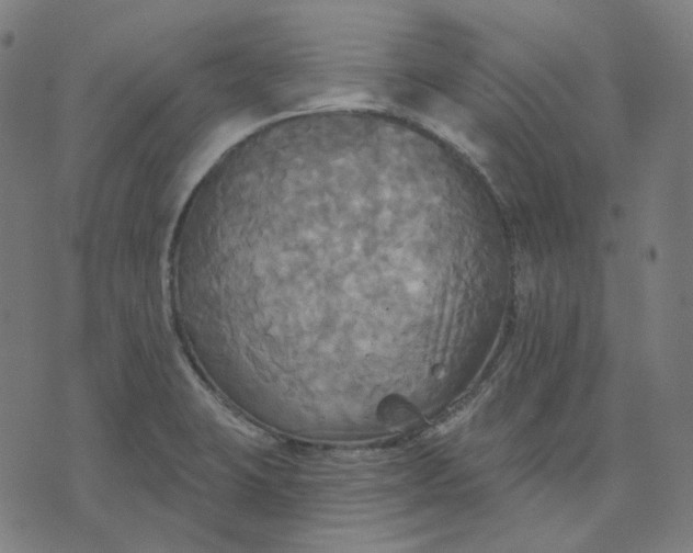 X0000070361423200606231611